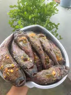 Prato preparado com bodó